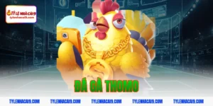 Link xem đá gà Thomo trực tiếp kịch tính và hấp dẫn nhất 1 đá gà thomo